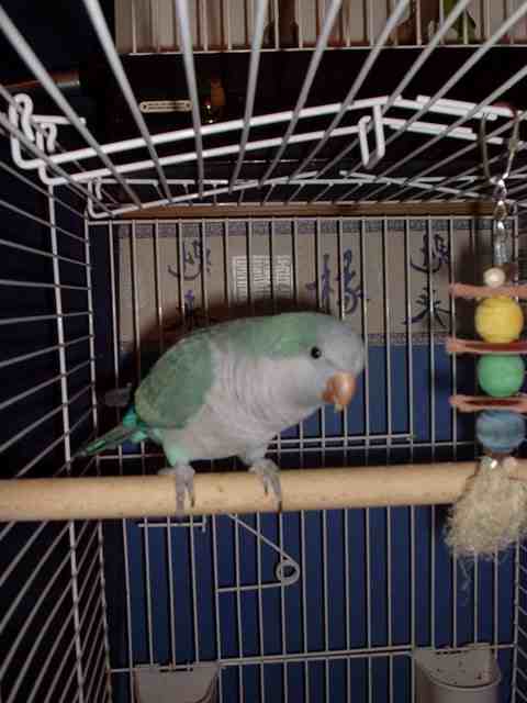 &quot;Tinker&quot; Our male Quaker Parrot