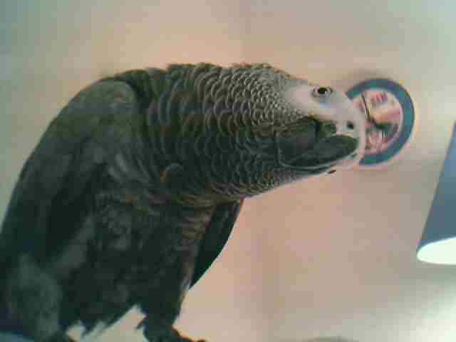 &quot;Dipsy&quot; our female Congo African Grey Parrot