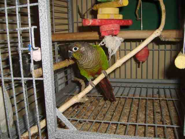 &quot;Tickles&quot; Our female Green Cheeked Conure