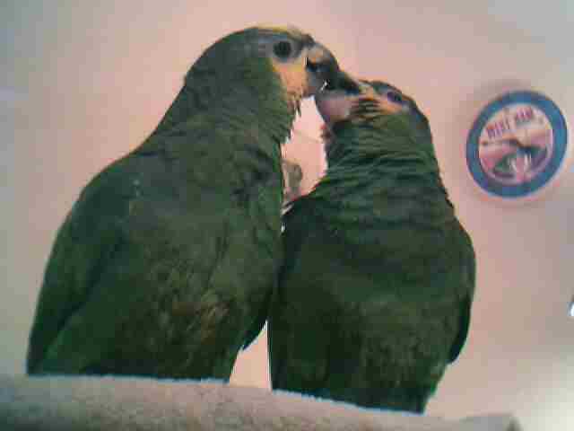 &quot;Monet &amp; Truffles Our O.W.Amazon Parrots