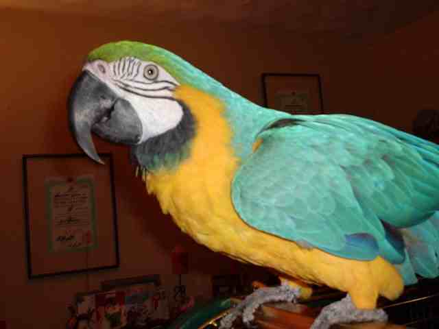&quot;Rio&quot; Our Blue &amp; Gold Macaw Parrot