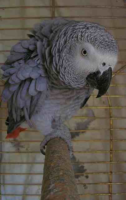 &quot;Romph&quot; Our female Congo African Grey Parrot