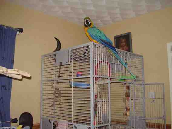 &quot;Rio&quot; up on her cage