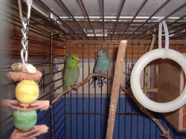 &quot;Midge &amp; Bluebell&quot; our male Blue Pacific Celestial Parrotlet &amp; his girfriend Bluebell