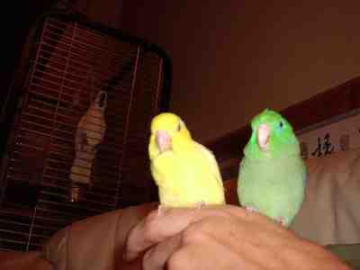 &quot;Mickie &amp; Goldie&quot; our Male Spectacled &amp; our male Lutino Pacific Celestial Parrotlet