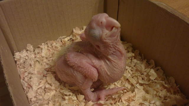 Baby L.S.C.Cockatoo chick