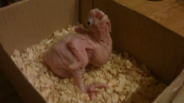 Baby L.S.C.Cockatoo chick