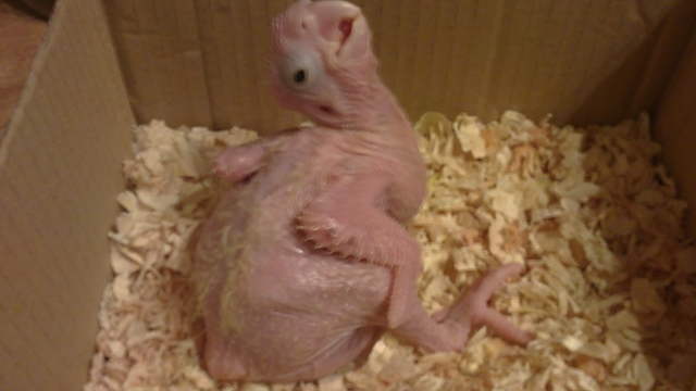 Baby L.S.C.Cockatoo chick