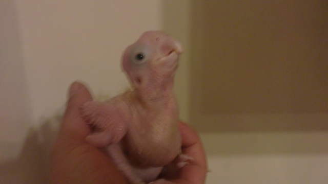 Baby L.S.C.Cockatoo chick